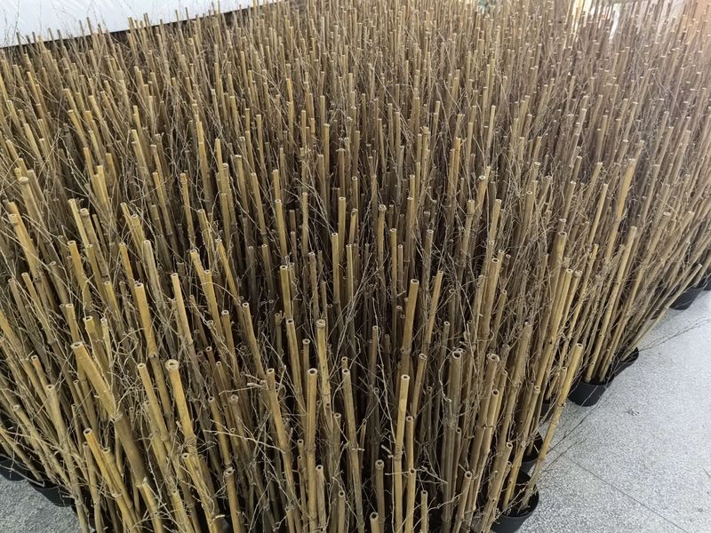 Artificial bamboo trees on display