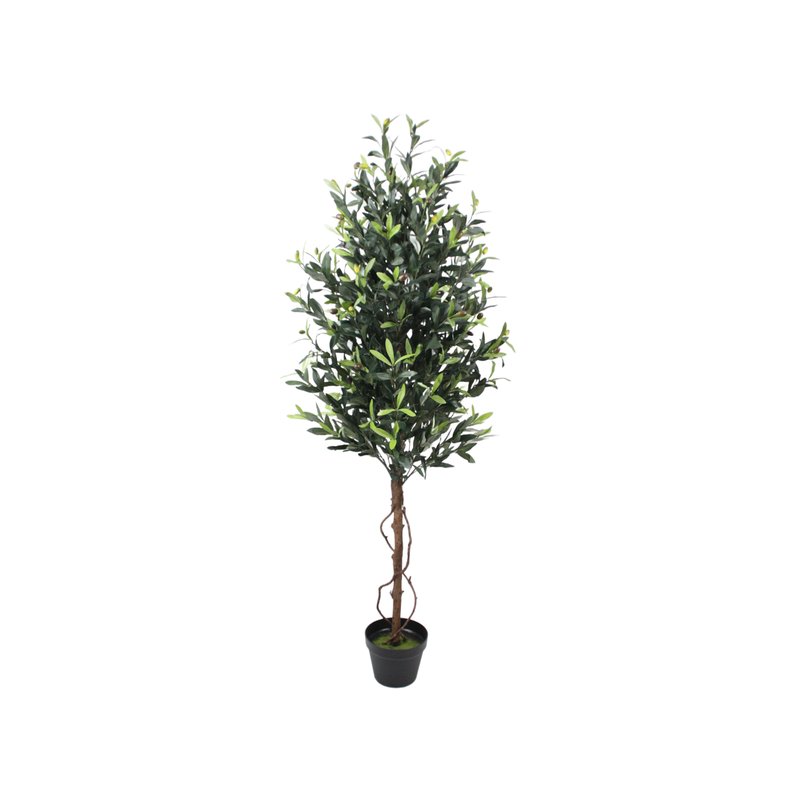 Olive Tree Model 13